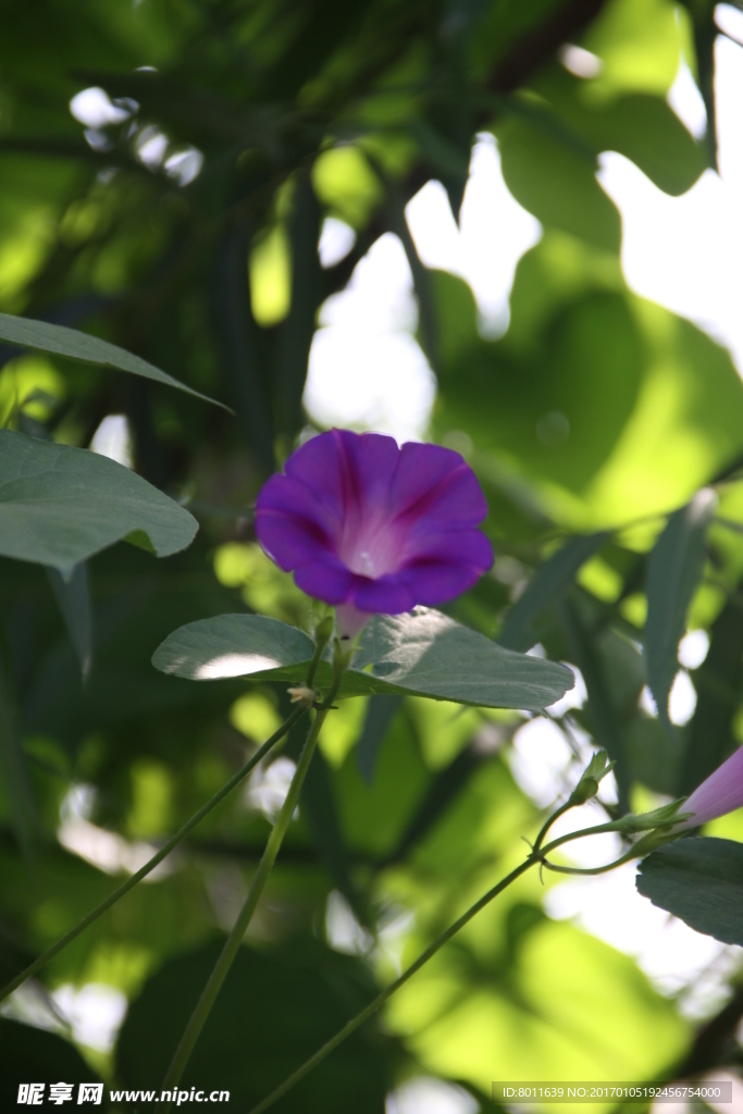 牵牛花
