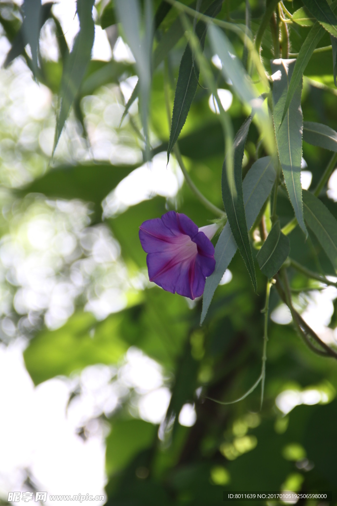 牵牛花