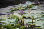 莲花池