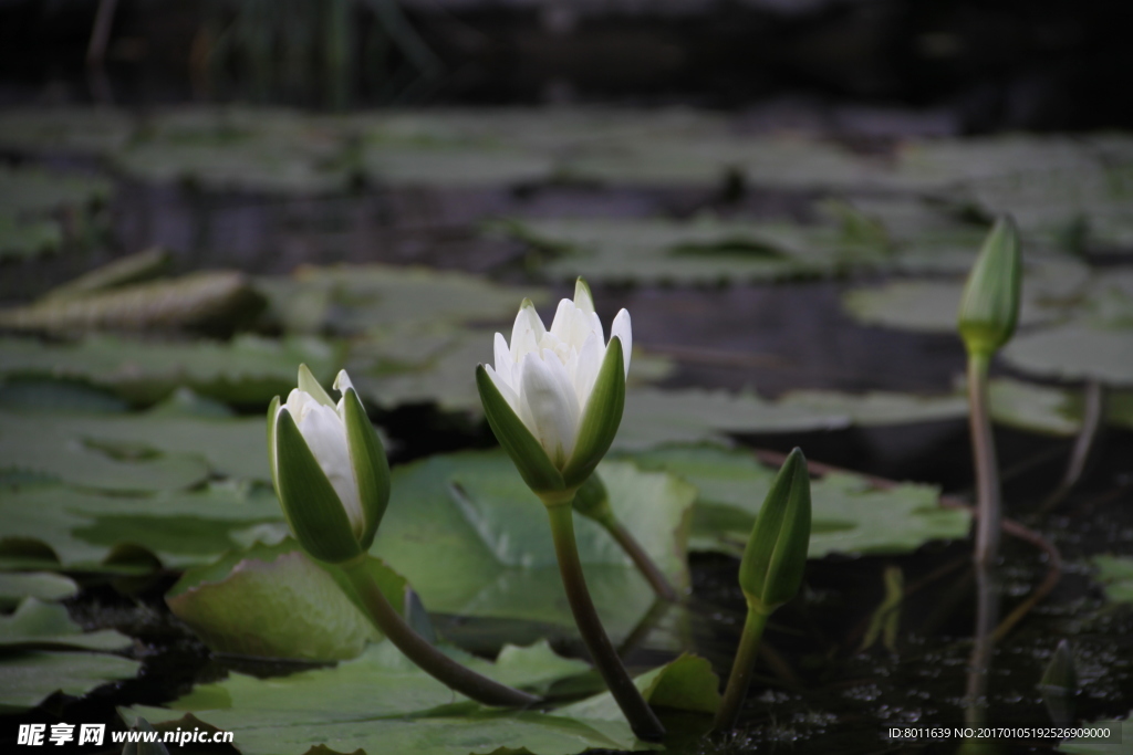 莲花池