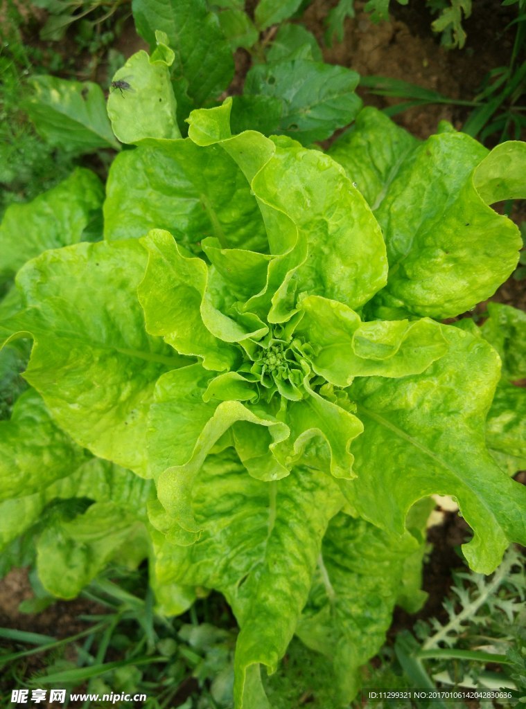 生菜