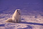 雪地里的狐狸