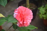 茶花
