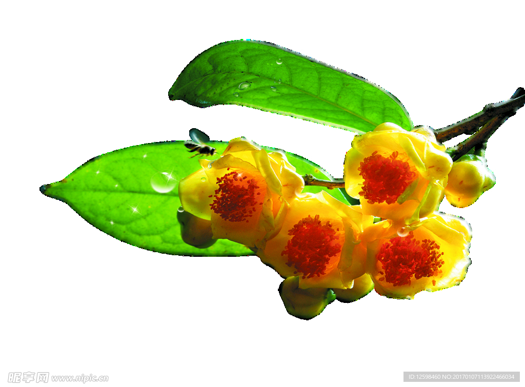 金花茶