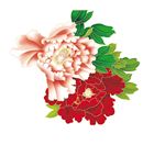 牡丹花