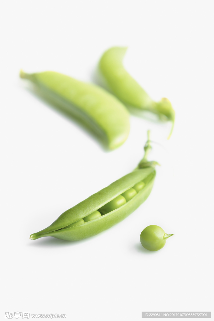 豆荚
