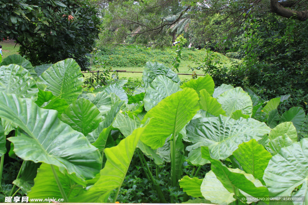 公园热带植物