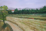 田野
