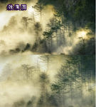 唯美云雾缭绕的松树林高清视频