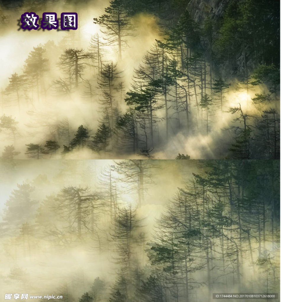 唯美云雾缭绕的松树林高清视频