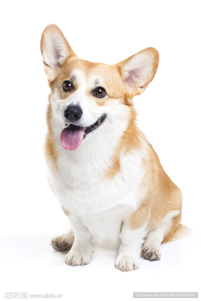狗