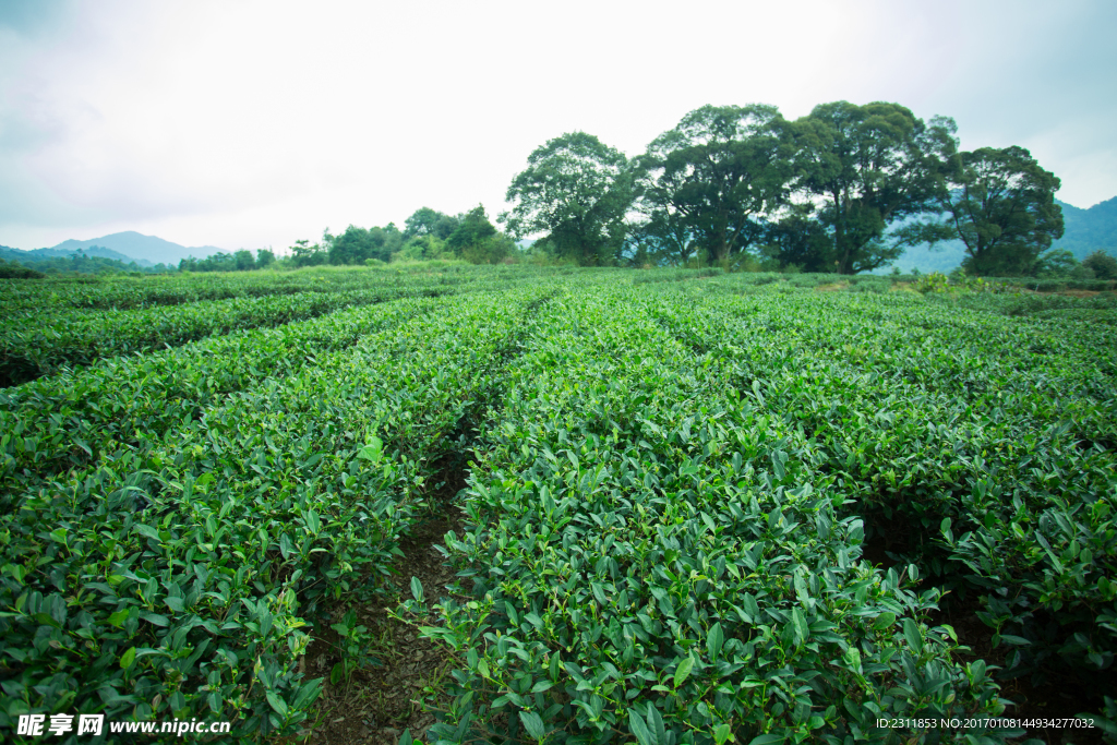 茶林