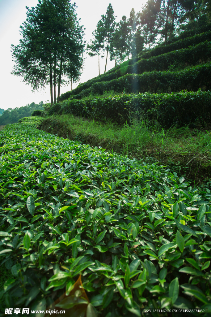 茶叶基地一角