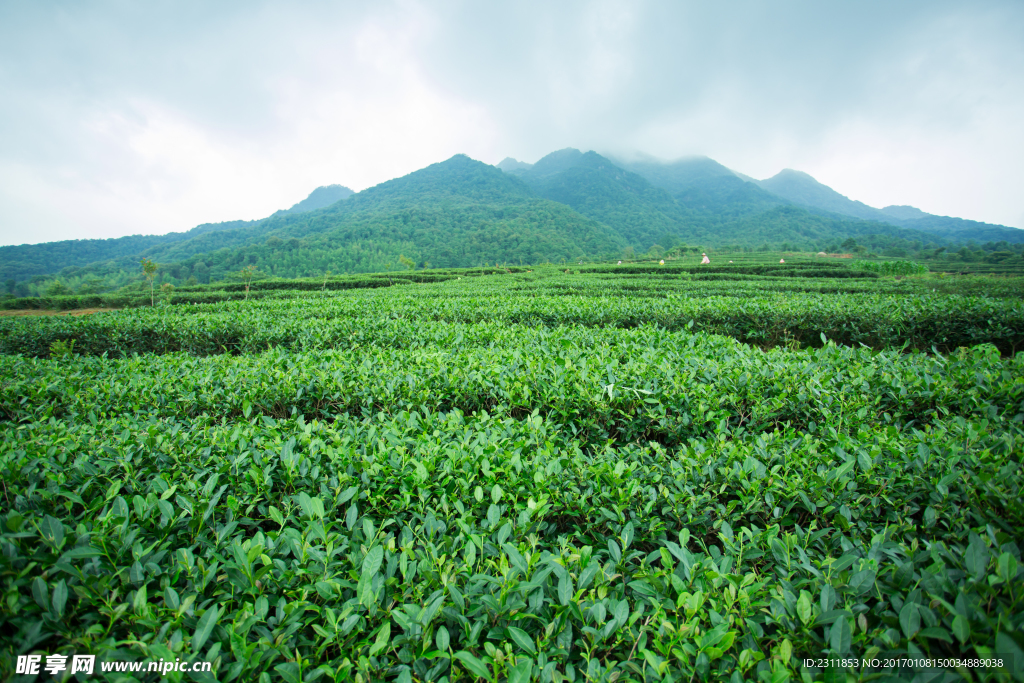 大片茶山