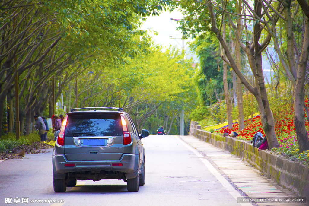 树荫道路上的汽车