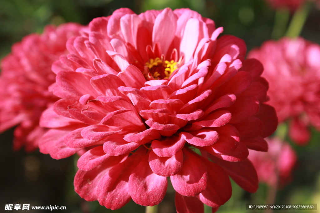 菊花