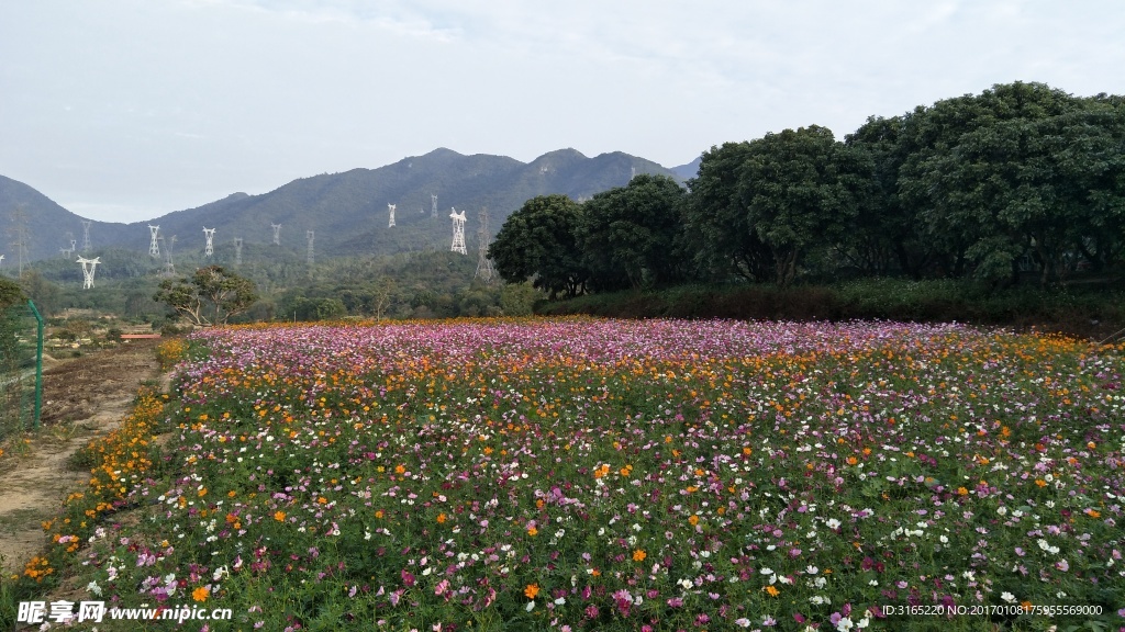 格桑花