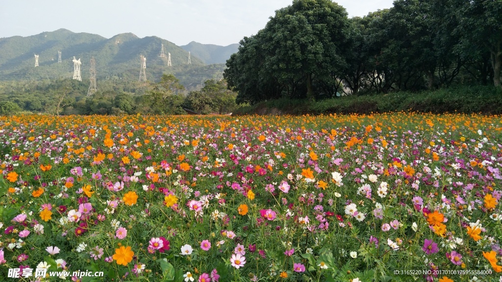 格桑花