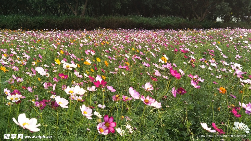 格桑花