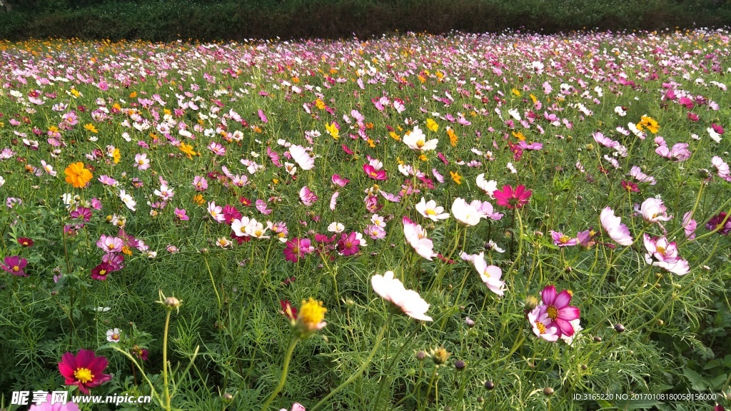 格桑花