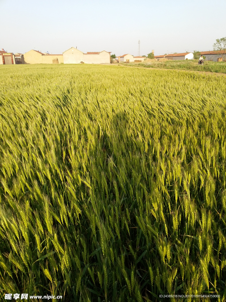 麦地