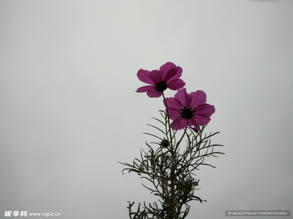 花笑天