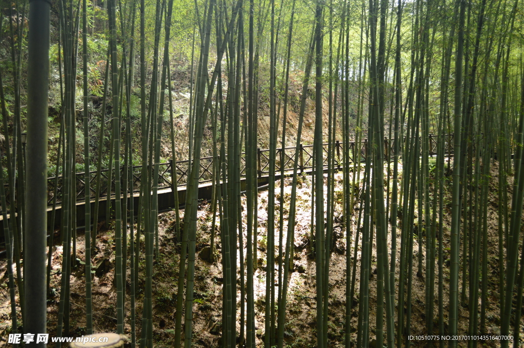 竹林