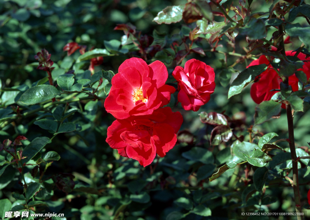 山茶花