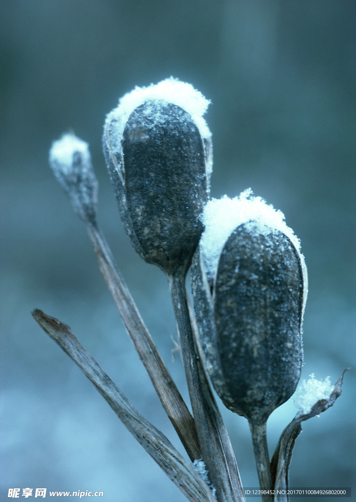 雪中植物摄影