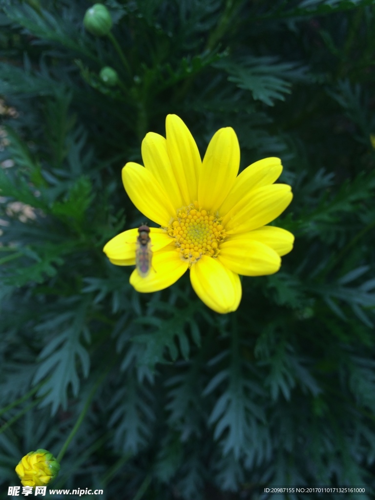 花