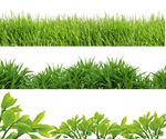 小草 树叶