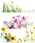 花朵 向日葵