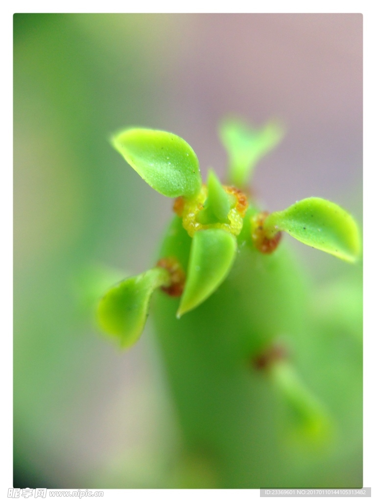 花草