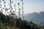 山顶野花