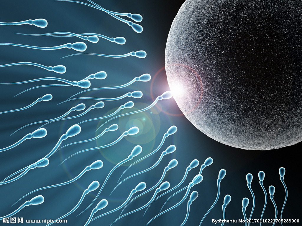 精子与卵子