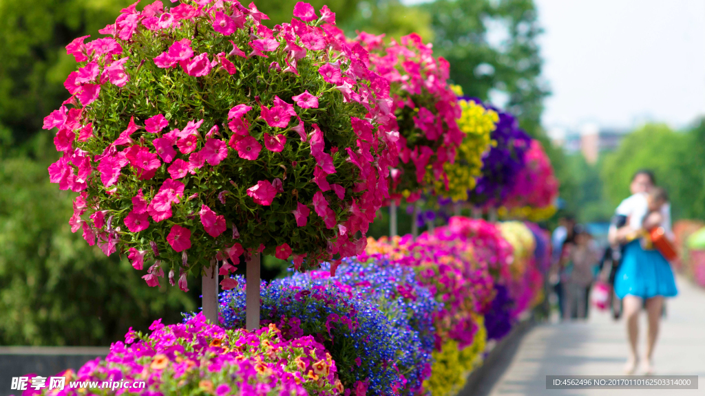 路旁鲜花