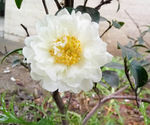 白色山茶花