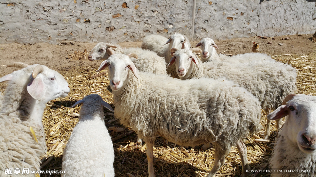 农村家养的羊