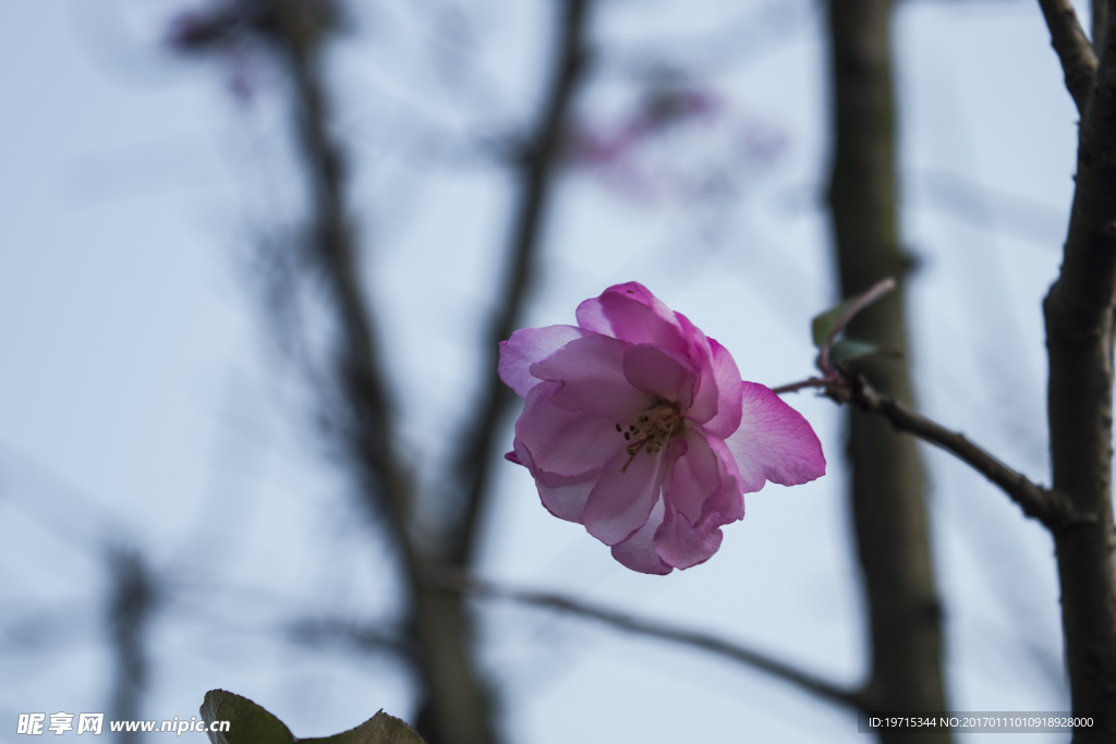 山茶花 花朵