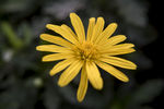 菊花 雉菊 野菊花 黄花