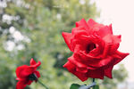 红色   玫瑰 月季