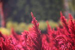 红花