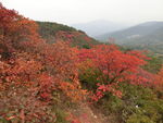 少林景区红叶