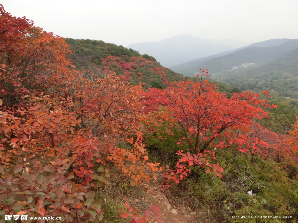 少林景区红叶