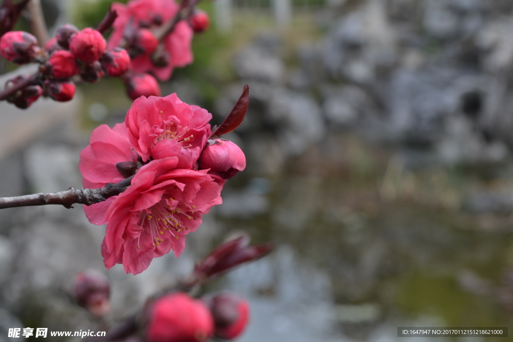 桃花