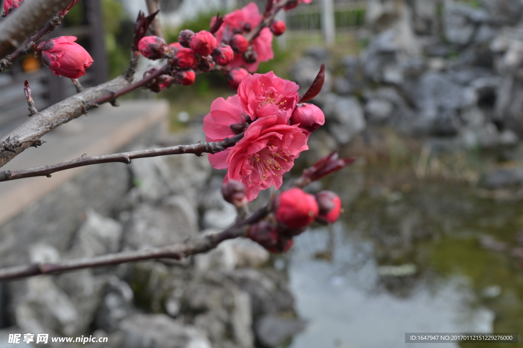 桃花