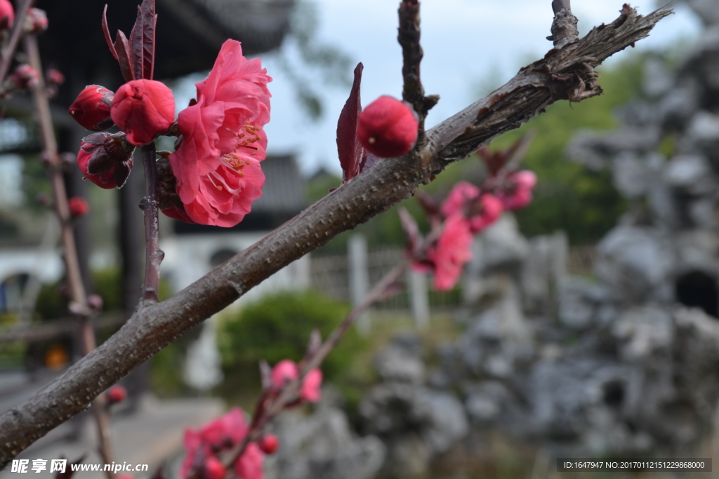 桃花