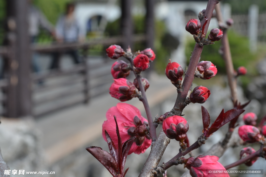 桃花