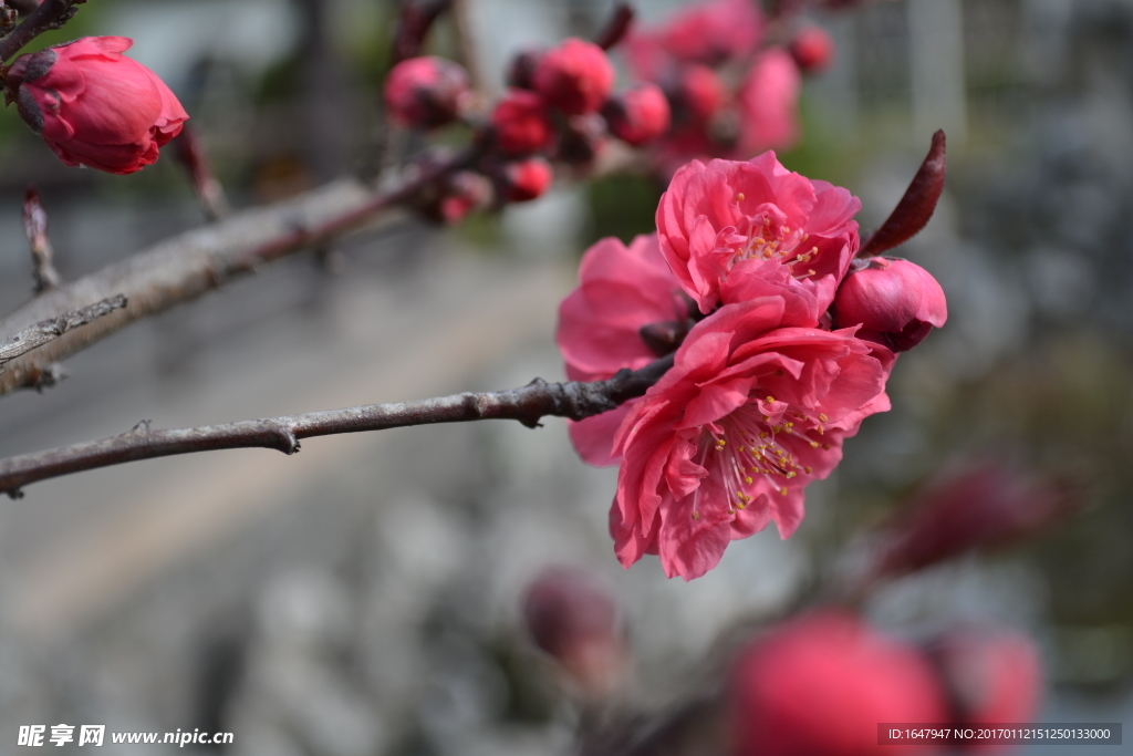 桃花