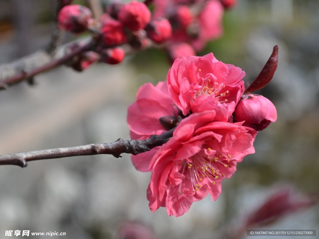 桃花